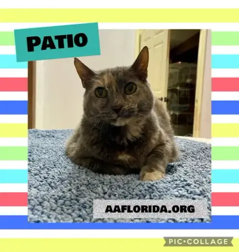 Patio *Cyd photo 2