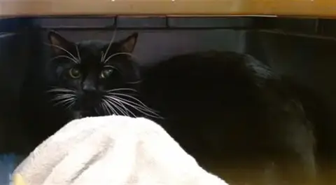 Bootsy
