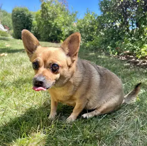 Penny photo 4
