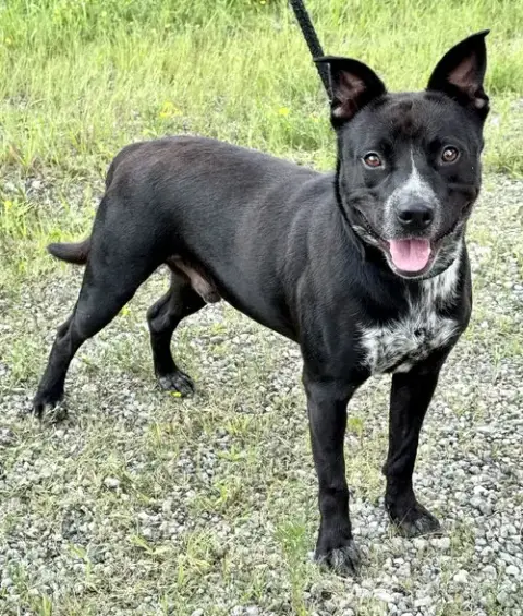 Louie