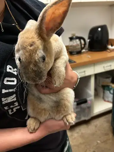 Biscuit