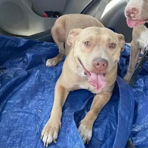 Nyla Jc photo 3