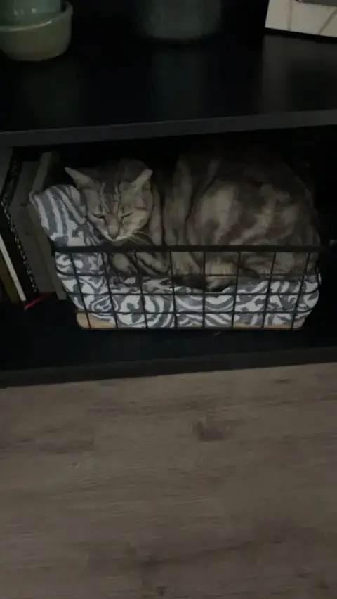 Felix photo 4