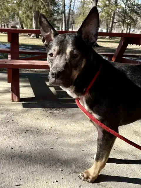 Gizmo photo 5