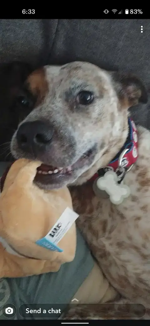 Rocco photo 5