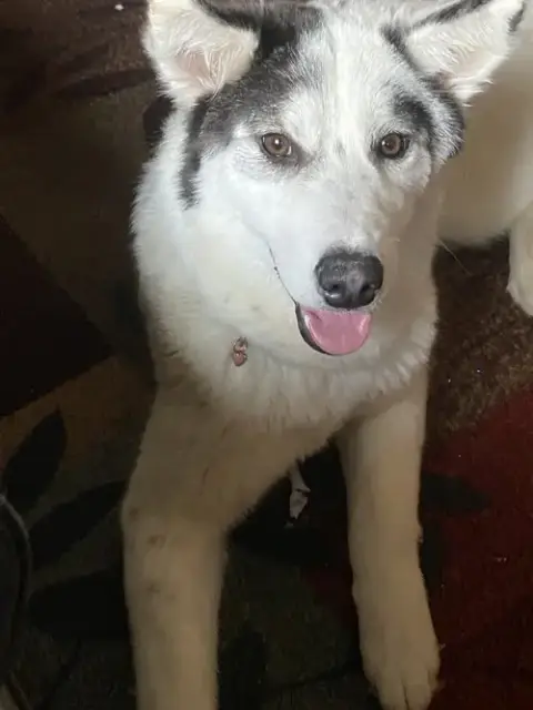 Sasha 2