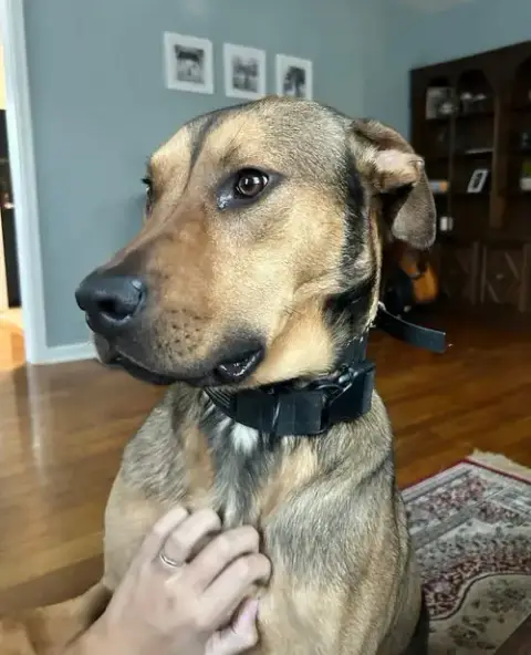 Hank photo 5