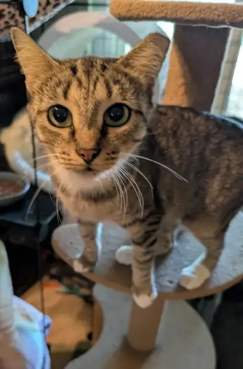Andromeda