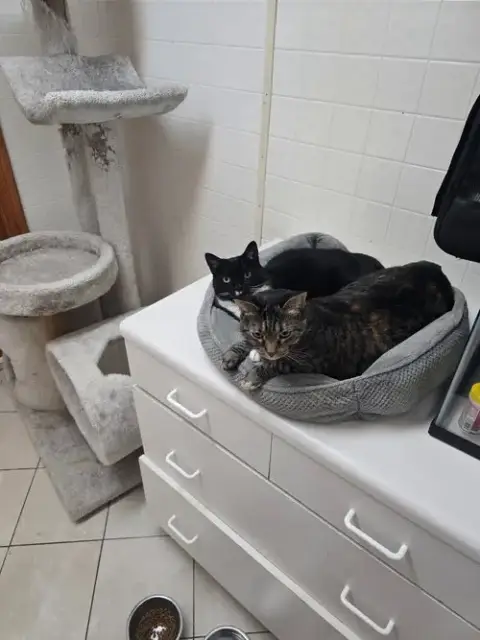 Poor Sweet Dahlia & Ivy photo 2