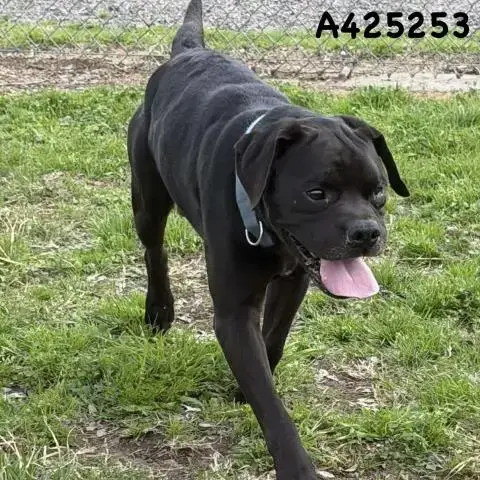 Hank