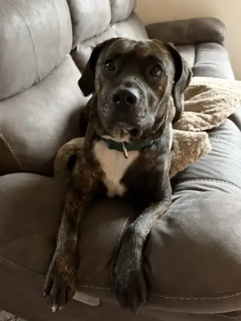 Frankie