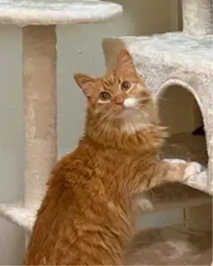 Charm