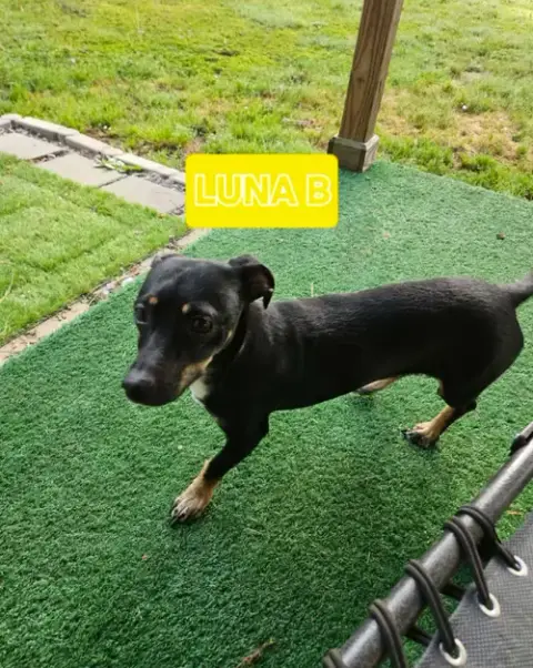 Luna B In La photo 3