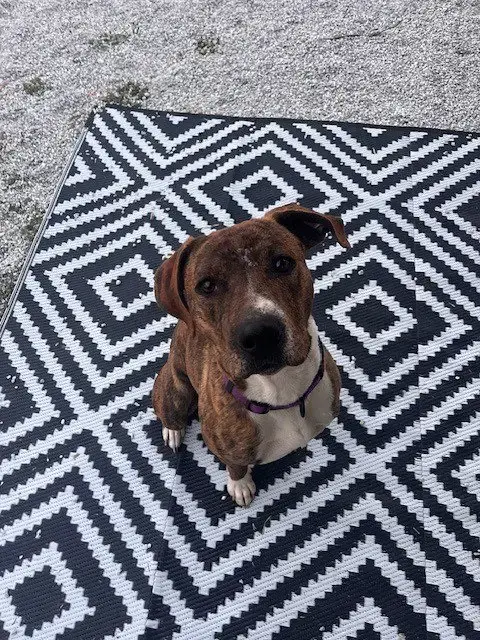 Rascal