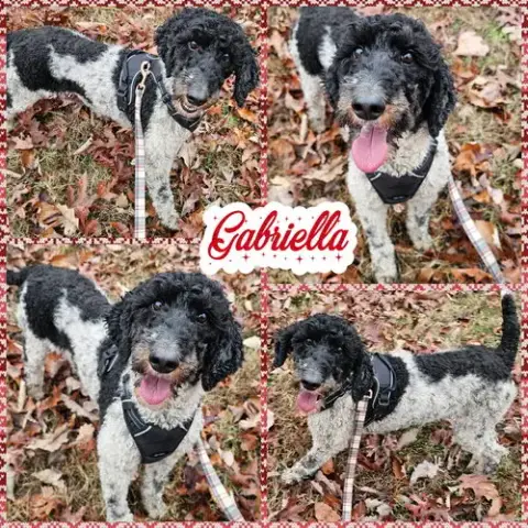 Gabbi photo 2