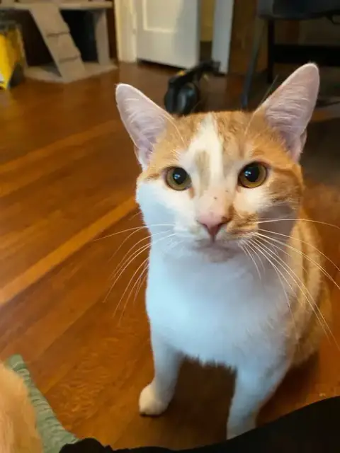Ralphie