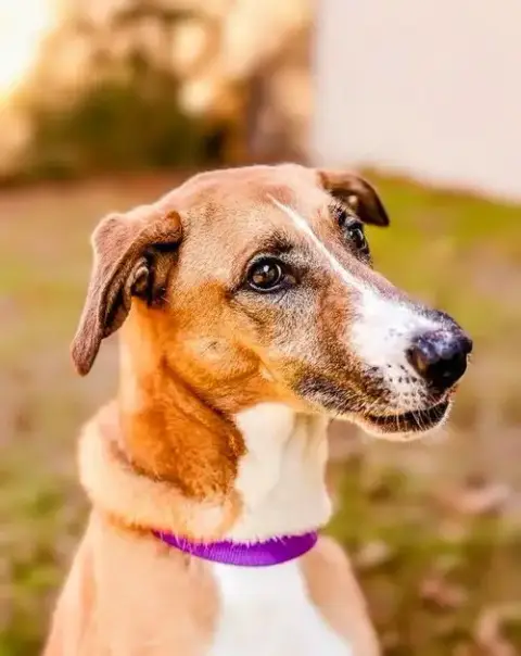 Piper photo 3