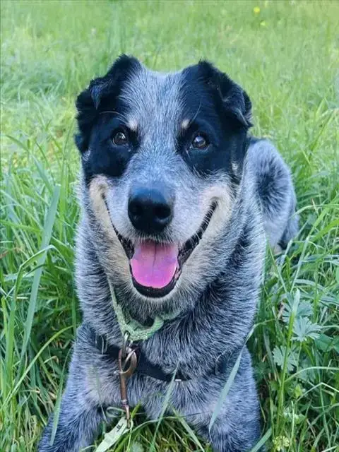 Marley
