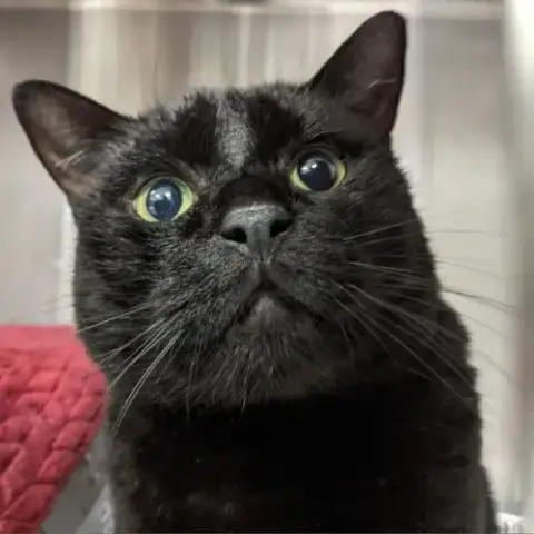 Cleopatra