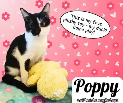 Poppy photo 4