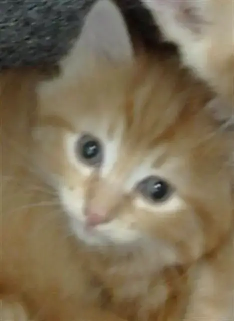 Duke