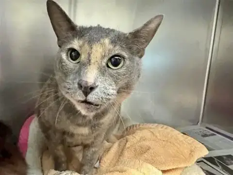 Sasha