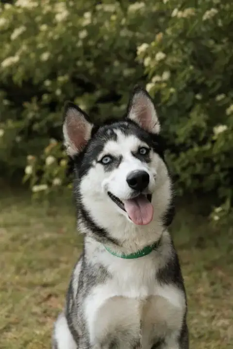Quebec *Foster Needed*
