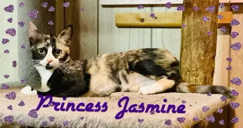 Jasmine photo 4