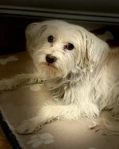 Poppy photo 3