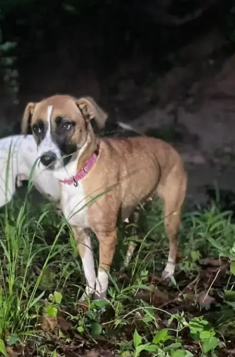 Daisy Mae photo 4