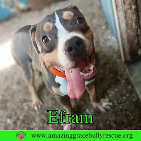 Efram photo 5