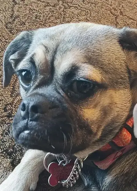 Mocha photo 4