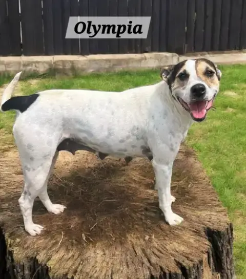 Olympia photo 4