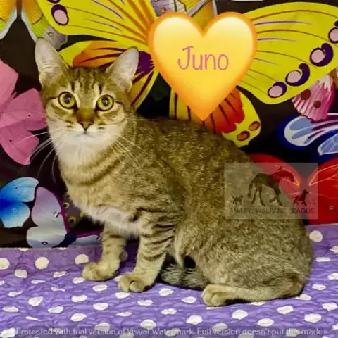 Juno
