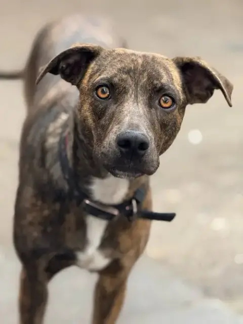 Zena