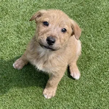 Little Rusty