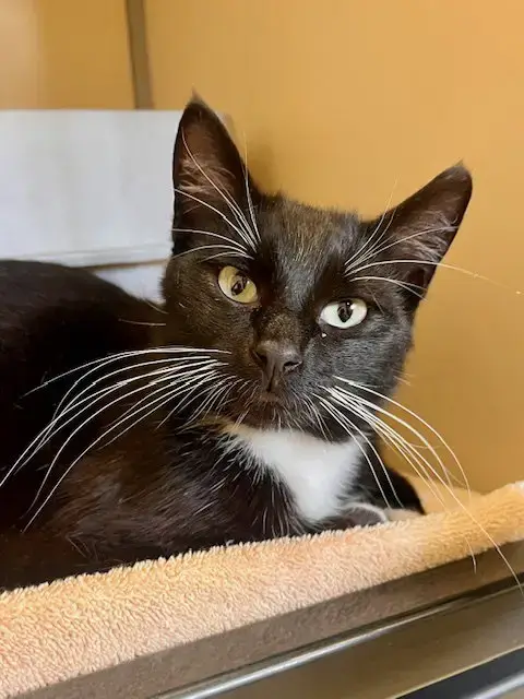Pablo