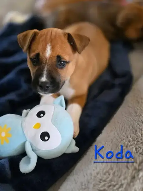 Koda