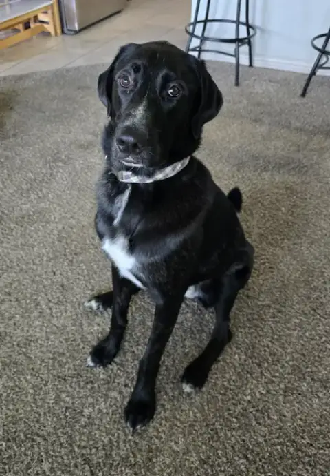 Alfie