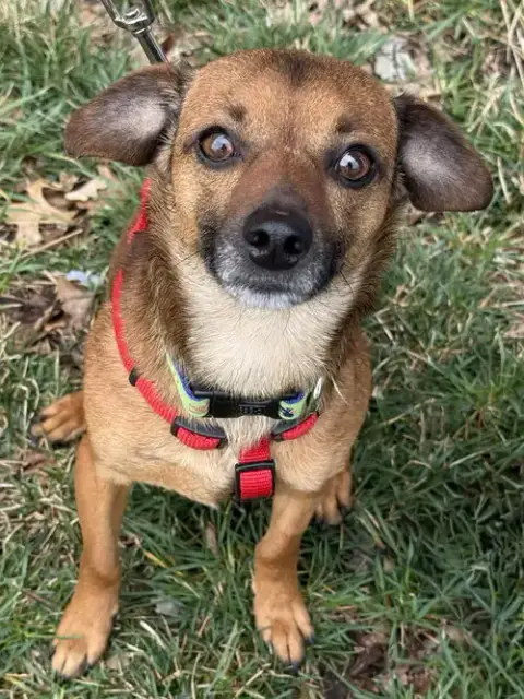 Mowie photo 2