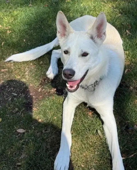 Milo photo 4