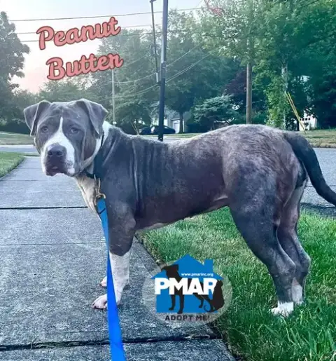 Peanut Butter photo 2
