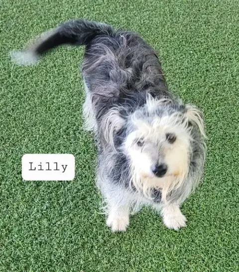 Lilly photo 4