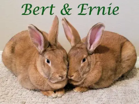 Ernie photo 4