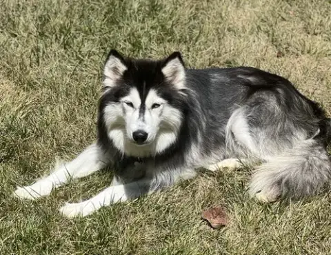 Lola photo 2