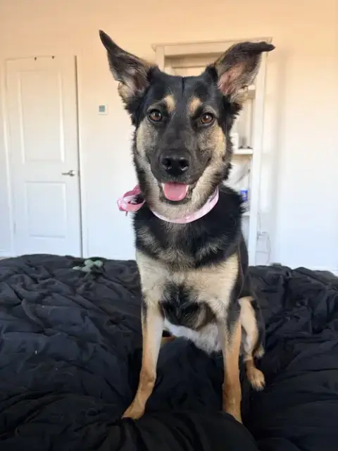 Stella photo 4