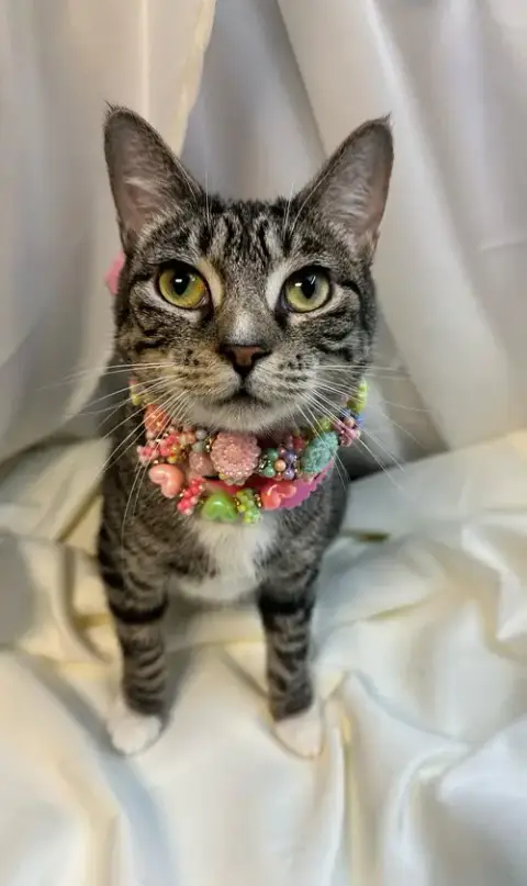 Angelina