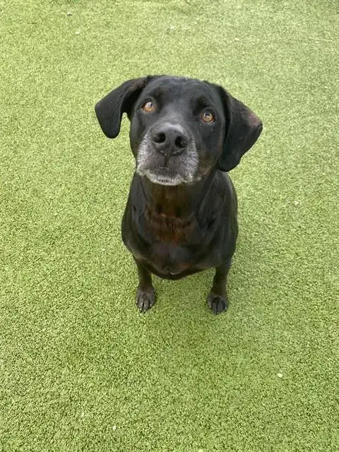 Gracie