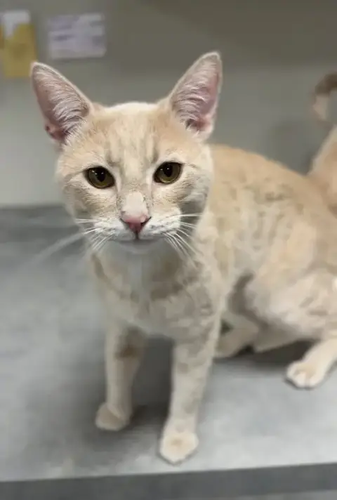 Bo