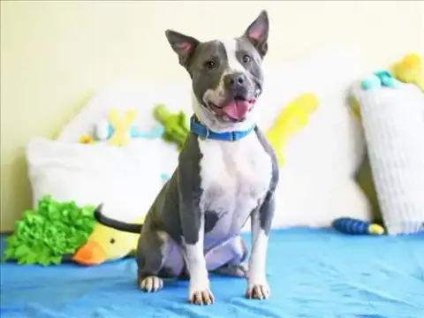 Seamus